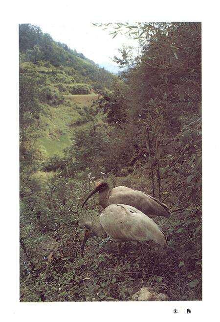 《陕西省汉中地区地理志》.pdf电子版_陕西省志预览图4