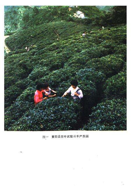 《紫阳茶业志》.pdf电子版_陕西省志预览图2
