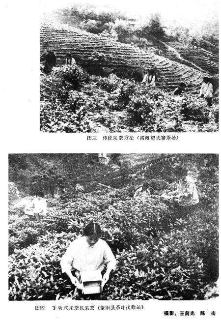 《紫阳茶业志》.pdf电子版_陕西省志预览图4