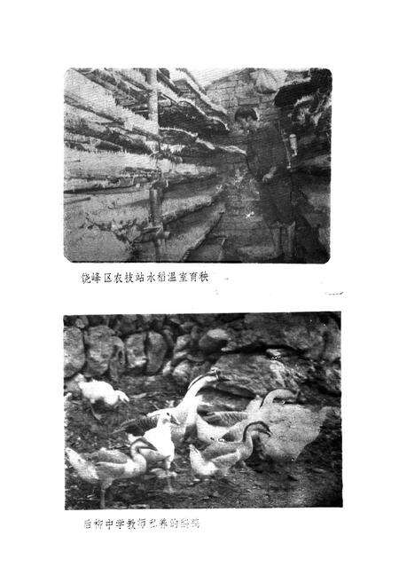 《石泉县农牧志》.pdf电子版_陕西省志预览图4