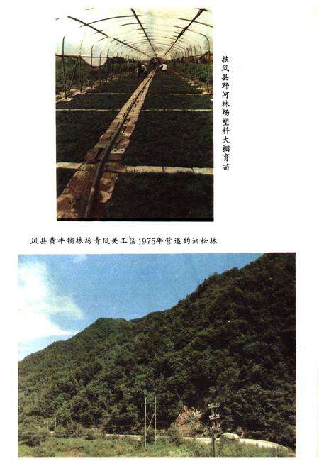 《陕西省宝鸡市林业志》.pdf电子版_陕西省志预览图4