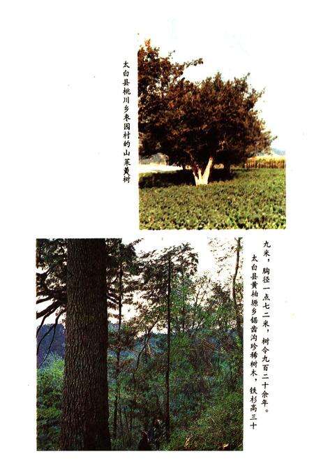 《陕西省宝鸡市林业志》.pdf电子版_陕西省志预览图5