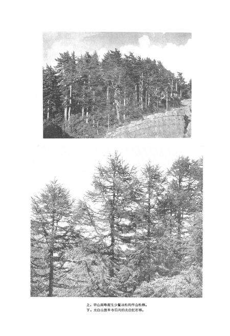 《秦岭植物志·第一卷种子植物(第一册)》.pdf电子版_陕西省志预览图3