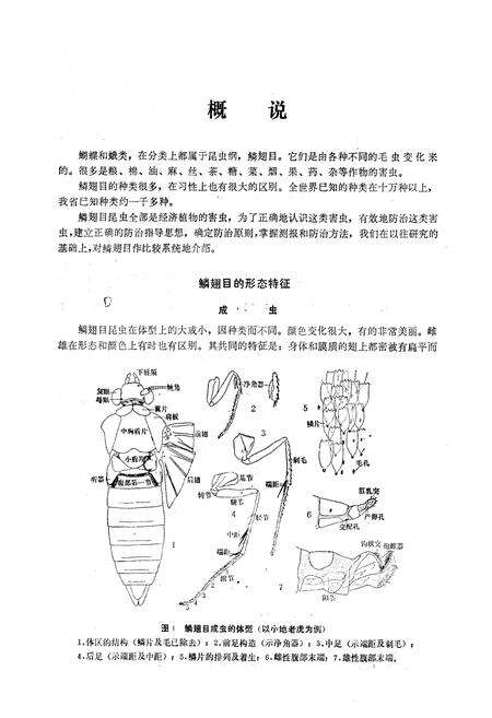 《鳞翅目_蝶类》.pdf电子版_陕西省志预览图4