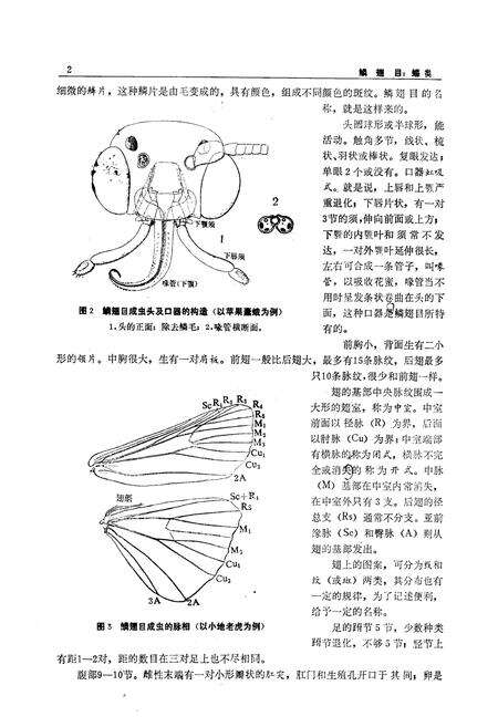 《鳞翅目_蝶类》.pdf电子版_陕西省志预览图5