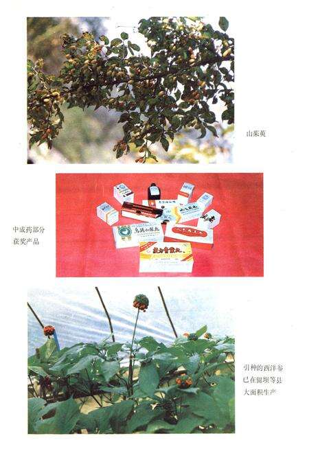 《中药志》.pdf电子版_陕西省志预览图5