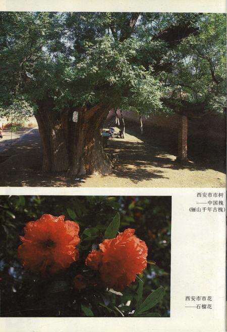 《西安今古 1987》.pdf电子版_陕西省志预览图4