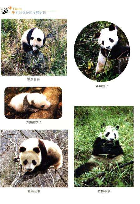 《佛坪自然保护区发展史记》.pdf电子版_陕西省志预览图3