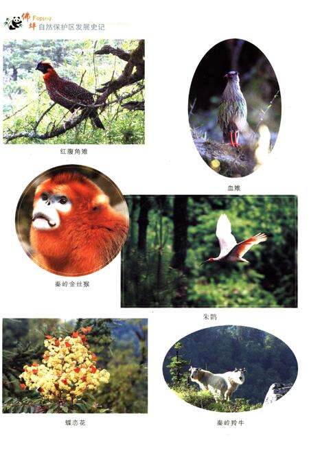 《佛坪自然保护区发展史记》.pdf电子版_陕西省志预览图5