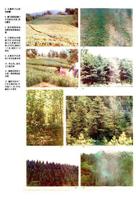 《四川林业志 上》.pdf电子版_四川省志预览图3