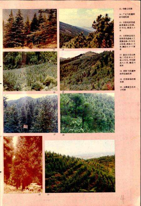 《四川林业志 上》.pdf电子版_四川省志预览图4