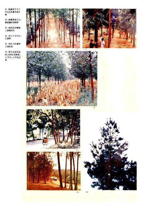 《四川林业志 上》.pdf电子版_四川省志预览图5