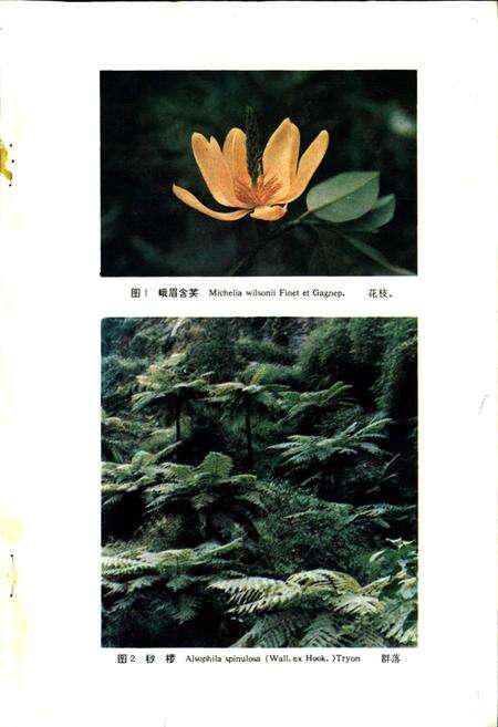 《四川省重点保护珍贵树木图志》.pdf电子版_四川省志预览图2