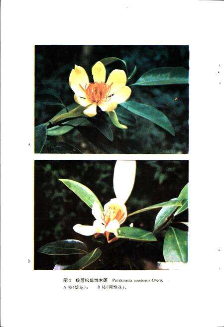 《四川省重点保护珍贵树木图志》.pdf电子版_四川省志预览图3