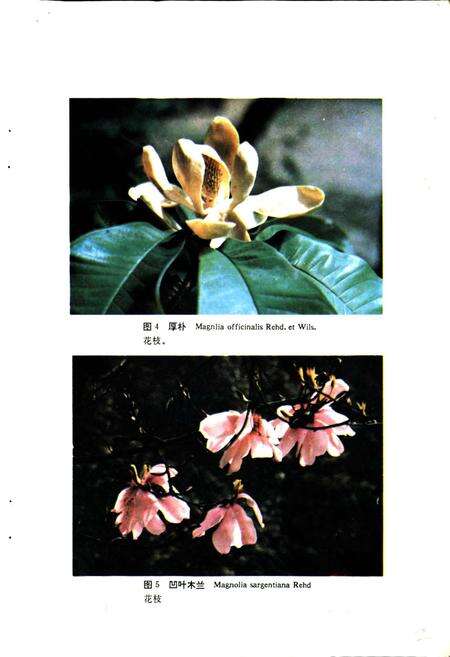 《四川省重点保护珍贵树木图志》.pdf电子版_四川省志预览图4