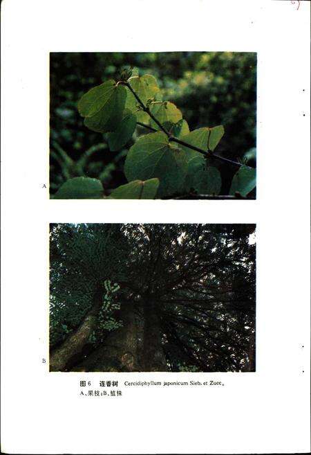 《四川省重点保护珍贵树木图志》.pdf电子版_四川省志预览图5