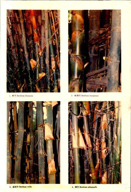 《四川竹类植物志》.pdf电子版_四川省志预览图4