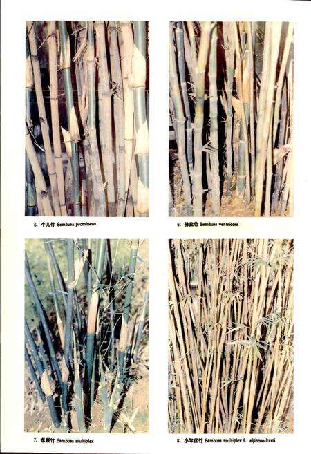 《四川竹类植物志》.pdf电子版_四川省志预览图5