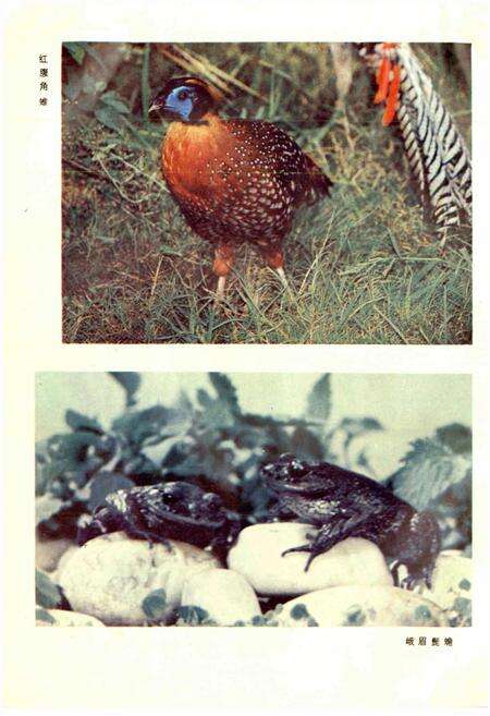 《四川资源动物志 第一卷 总论》.pdf电子版_四川省志预览图5