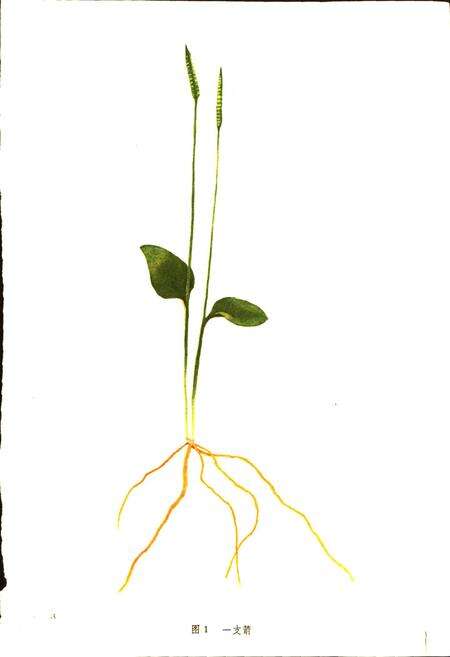 《四川中药志 第一卷 图集》.pdf电子版_四川省志预览图2