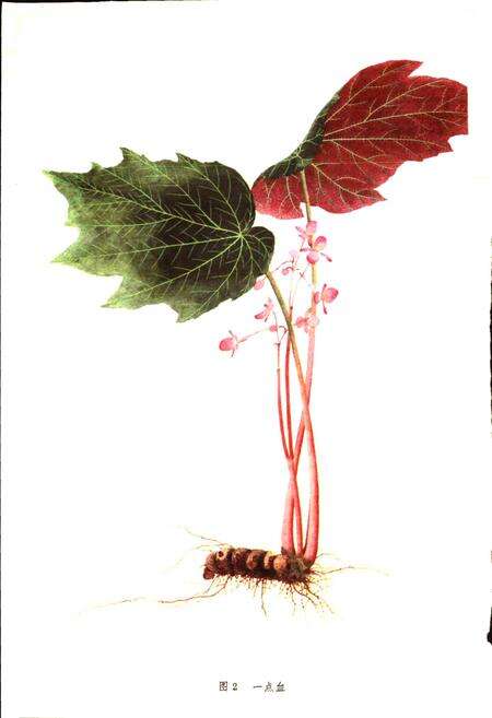 《四川中药志 第一卷 图集》.pdf电子版_四川省志预览图3