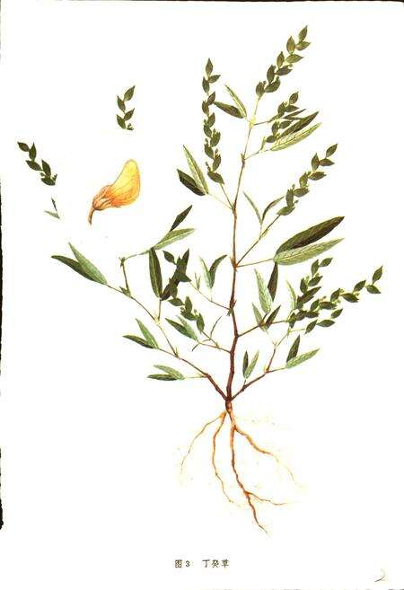 《四川中药志 第一卷 图集》.pdf电子版_四川省志预览图4