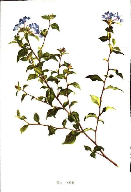 《四川中药志 第一卷 图集》.pdf电子版_四川省志预览图5