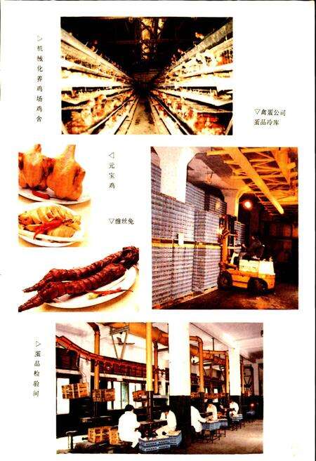 《成都市食品公司志》.pdf电子版_四川省志预览图5