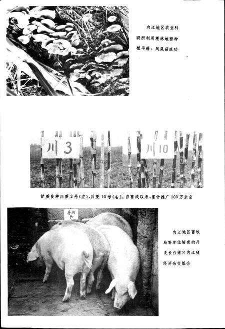 《内江地区科学技术志》.pdf电子版_四川省志预览图4