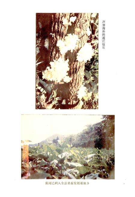 《陈河乡志》.pdf电子版_四川省志预览图5