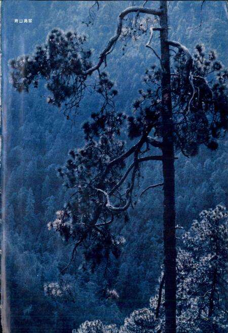 《木里藏族自治县 林业志》.pdf电子版_四川省志预览图4