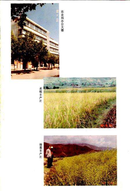 《冕宁县农业志》.pdf电子版_四川省志预览图4