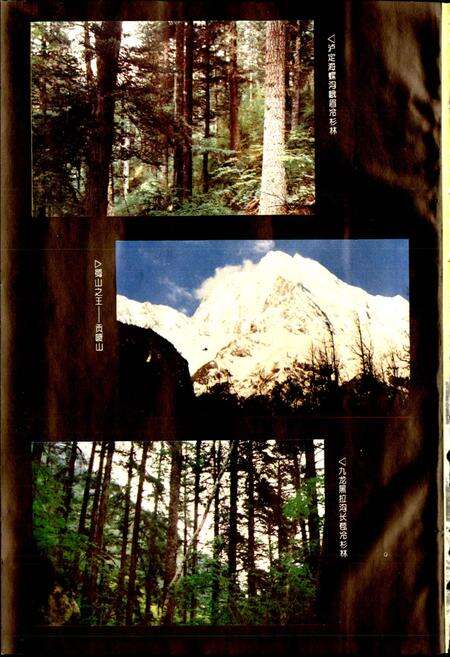 《甘孜藏族自治州林业志》.pdf电子版_四川省志预览图3