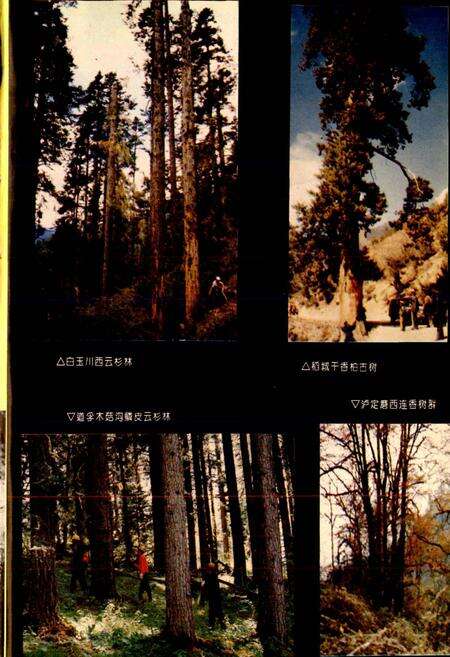 《甘孜藏族自治州林业志》.pdf电子版_四川省志预览图4