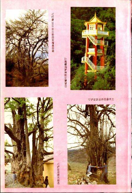 《甘孜藏族自治州林业志》.pdf电子版_四川省志预览图5