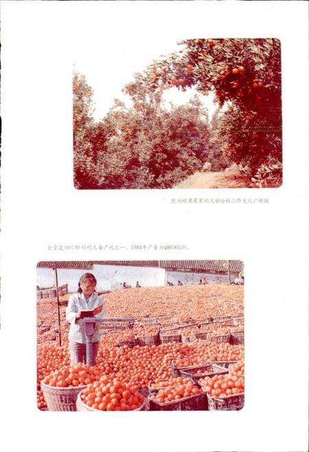 《四川省金堂县地名录》.pdf电子版_四川省志预览图2