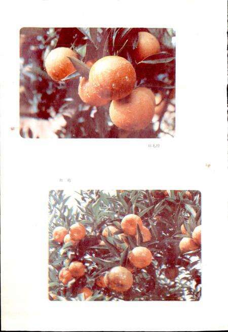 《四川省金堂县地名录》.pdf电子版_四川省志预览图3