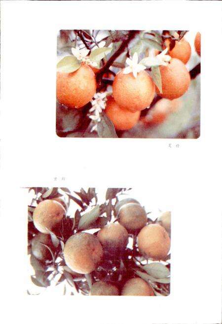 《四川省金堂县地名录》.pdf电子版_四川省志预览图4