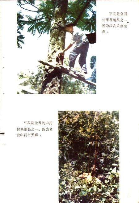 《四川省平武县地名录》.pdf电子版_四川省志预览图5