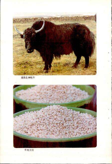 《四川省阿坝藏族自治州红原县地名录》.pdf电子版_四川省志预览图5