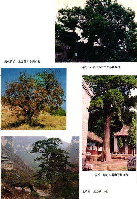 《《汶川特大地震中国石油抗震救灾志》》.pdf电子版_四川省志预览图4