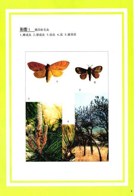 《凉山林木害虫图志》.pdf电子版_四川省志预览图3