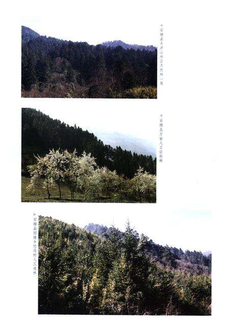 《石棉县林业志》.pdf电子版_四川省志预览图4