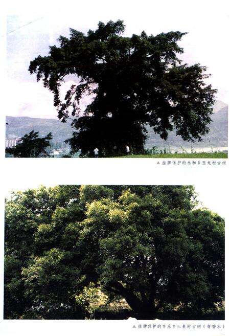 《石棉县林业志》.pdf电子版_四川省志预览图5