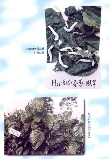 《四川省农业科学院蚕业研究所所志》.pdf电子版_四川省志预览图4