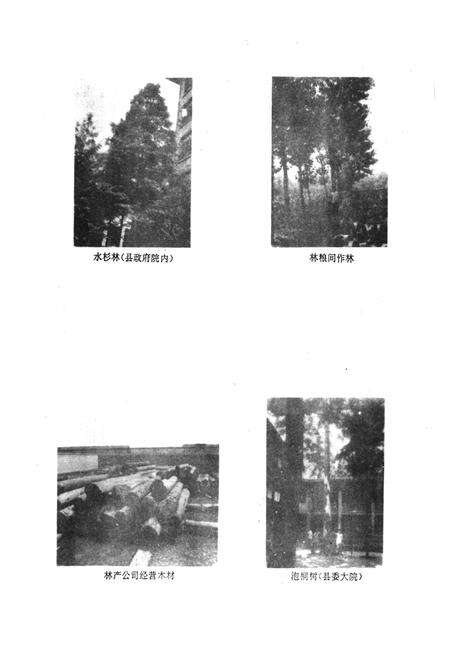 《资中县林业局志》.pdf电子版_四川省志预览图2