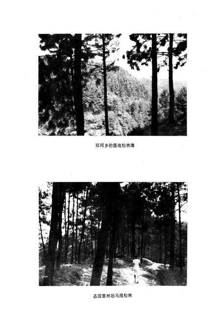 《资中县林业局志》.pdf电子版_四川省志预览图5