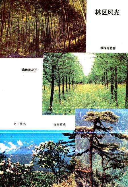 《崇庆县综合林场场志》.pdf电子版_四川省志预览图1