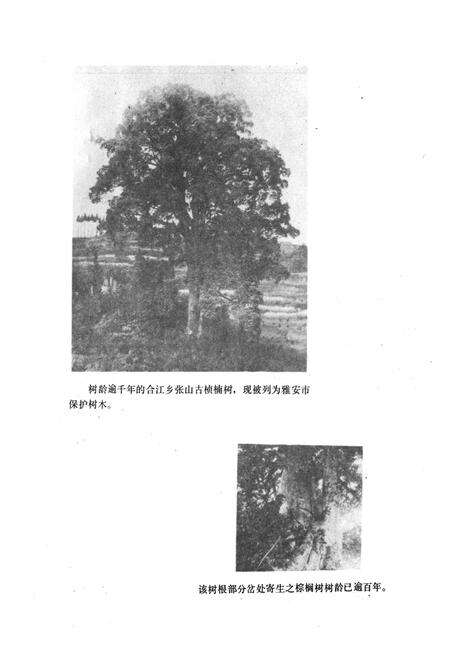 《雅安市林业志》.pdf电子版_四川省志预览图1