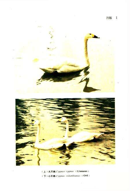 《四川资源动物志·第三卷(鸟类)》.pdf电子版_四川省志预览图2